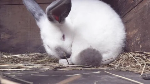 White rabbit cleaning its paw. White rabbit cleaning his foot Stock Footage 105566401