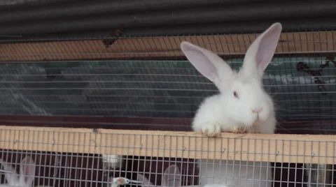 White rabbit climb up the cage Stock Footage 61922873