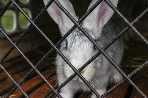 White rabbit close-up in a cage Stock Photos