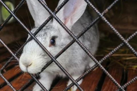 White rabbit close-up in a cage Stock Photos