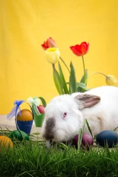 White rabbit with Easter decoration Stock Photos