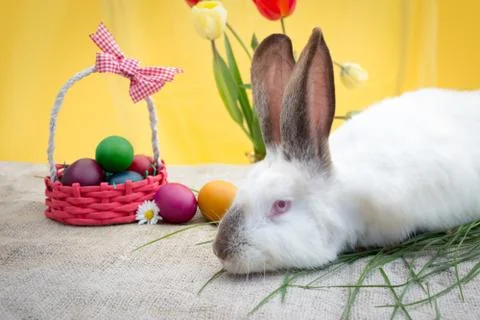 White rabbit with Easter eggs and tulips Stock Photos