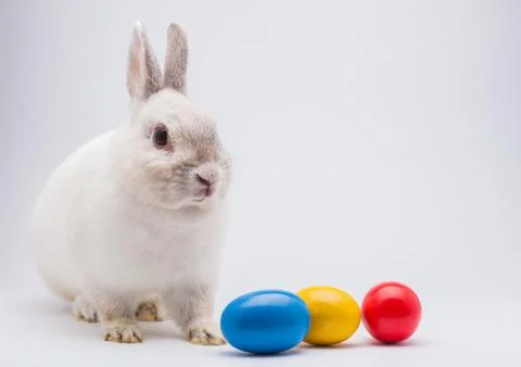 White rabbit with Easter eggs isolated. studio holiday background Stock Photos