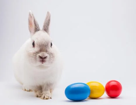 White rabbit with Easter eggs isolated. studio holiday background Stock Photos