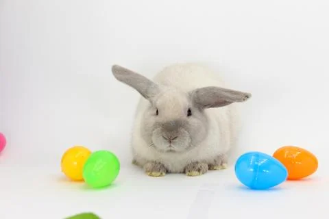 White Rabbit with Easter Eggs Foto stock