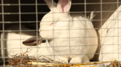 White rabbit eating in a cage Stock Footage 44867990