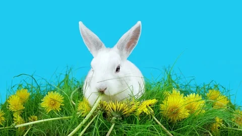 White rabbit eating a dandelion, sitting in the green grass Stock Footage 72558610