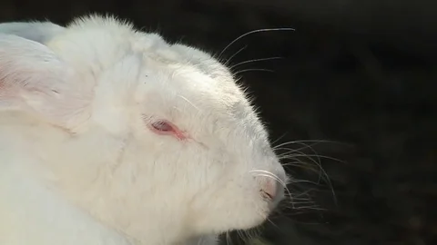 White rabbit eating Stock Footage 78654608