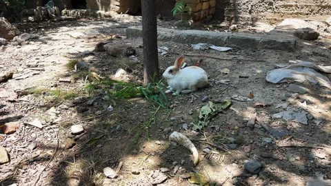White Rabbit Eating Fresh Green Grass in the Garden Stock Footage 345697828