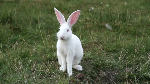 White rabbit eating grass Stock Footage