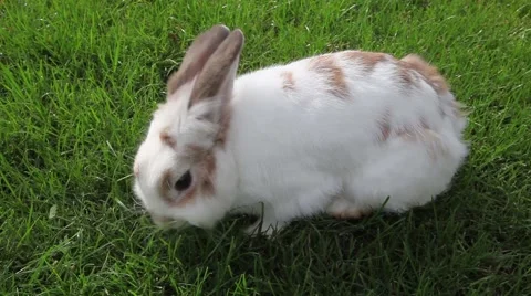 White rabbit eating grass Stock Footage 40873519