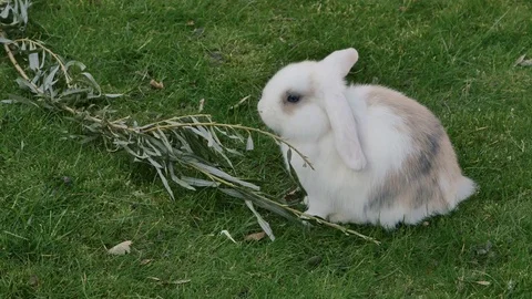 White Rabbit eating grass Stock Footage 74221252