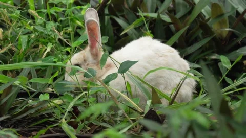 White rabbit is eating grass. Green grass in the forest. Stock Footage 293116156