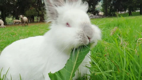 White Rabbit Eating Grass in Green Countryside Meadow Stock Footage 334898551