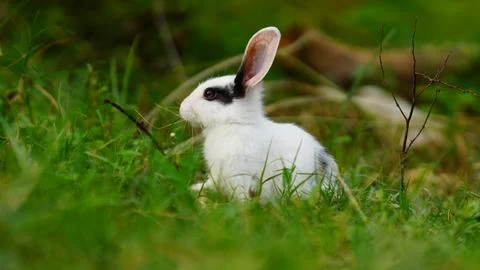 White rabbit eating grass image Stock Photos