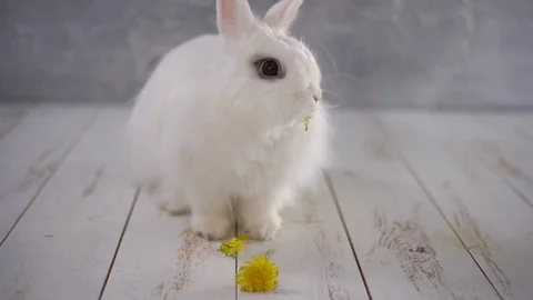 White rabbit eating a yellow dandelion 스톡 동영상 112285751