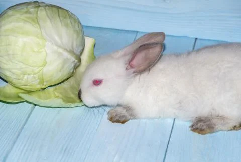 White rabbit eats cabbage on blue boards. Pet care concept Stock Photos