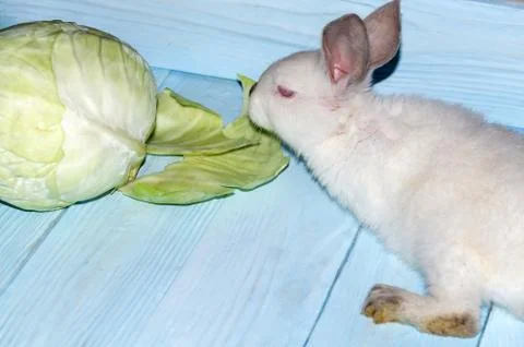 White rabbit eats cabbage on blue boards. Pet care concept Stock Photos