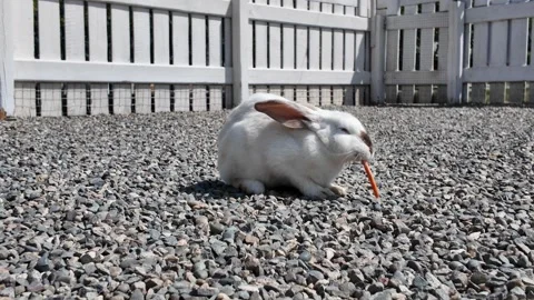 White rabbit eats carrot on gravel ground. Stock Footage 343493070