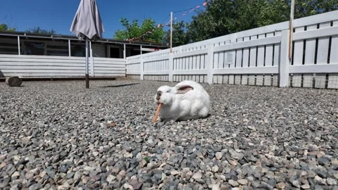 White rabbit eats carrot on gravel ground. Stock Footage 344596939