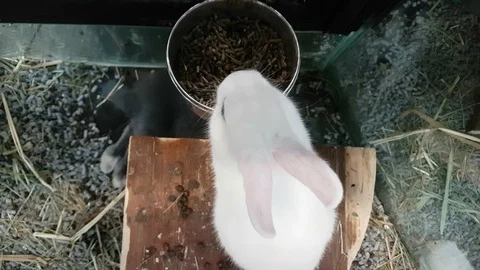 White rabbit eats croquettes in a metal bowl - view from above Video stock 109403799