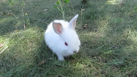 White rabbit eats grass Video stock 135588517