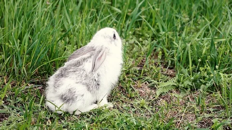 White rabbit eats green grass Stock Footage 128302230