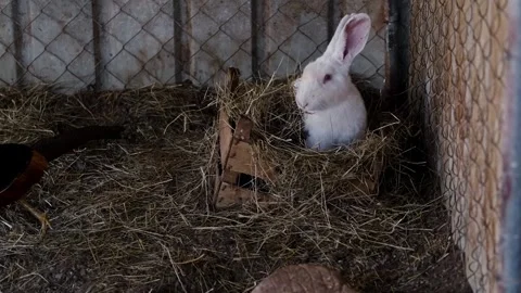 A white rabbit eats hay inside a zoo enclosure while a pheasant walks nearby Stock Footage 327484327