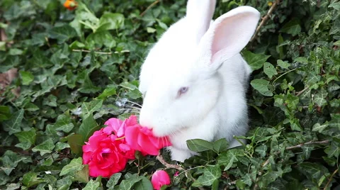 White rabbit eats a rose Stock-Footage 51736140