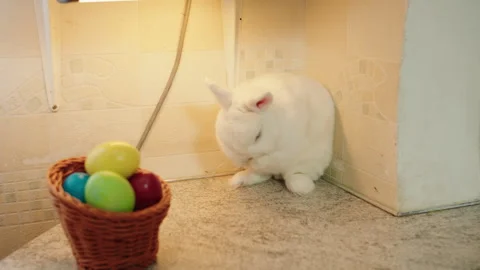 White rabbit explores vibrant pastel eggs in cozy home setting Video stock 330487417