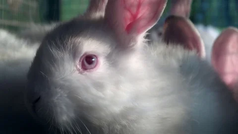 White rabbit eye close up. Stock Footage 74118386