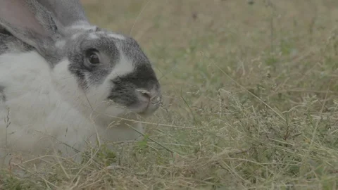 White rabbit in the Farm 스톡 동영상 103166896