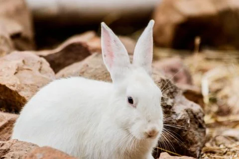 White rabbit in farm Stock Photos