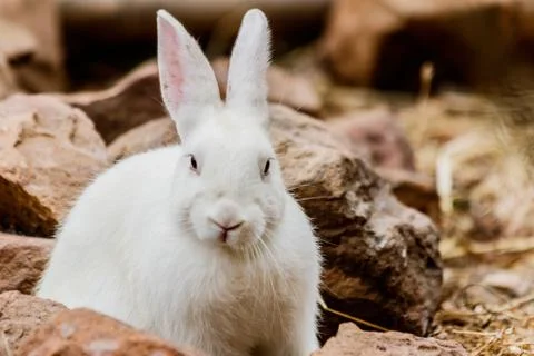 White rabbit in farm Stock Photos