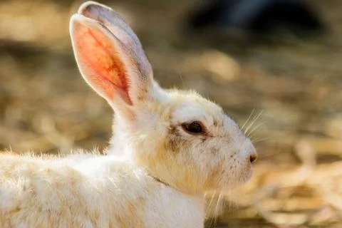White rabbit in farm Stock Photos