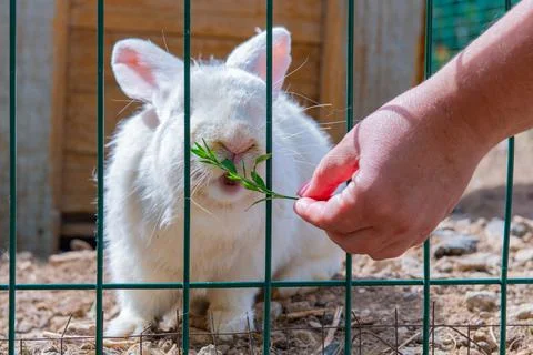 A white rabbit is fed grass through a grate Stock Photos