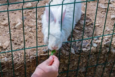 A white rabbit is fed grass through a grate Stock Photos