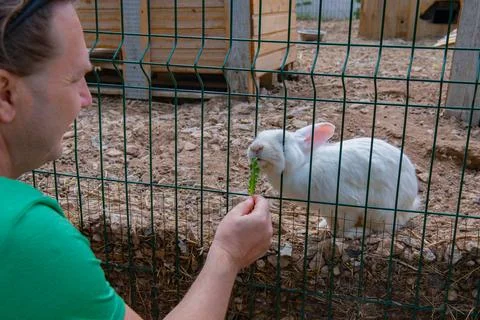 A white rabbit is fed grass through a grate Stock Photos