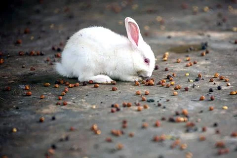 White rabbit feeding on seeds in a rustic setting during daylight hours Stock Photos