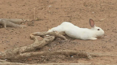 White rabbit Vídeo Stock 28237883