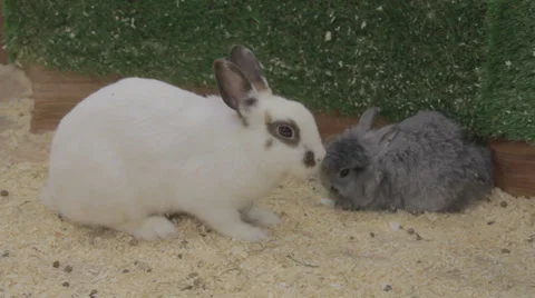 White rabbit Stock Footage 33448456