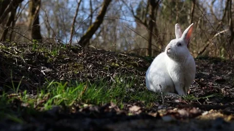 White rabbit in the forest near river Stock Footage
