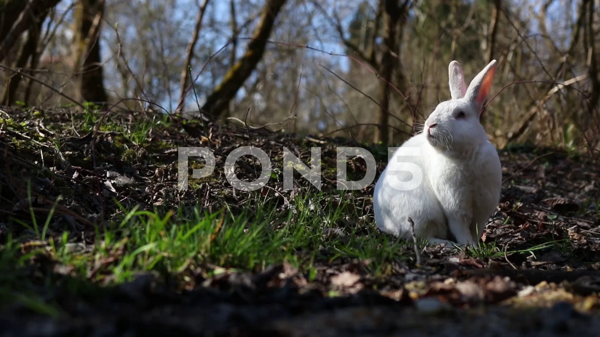 White rabbit in the forest near river