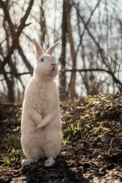 White rabbit in the forest Stock Photos