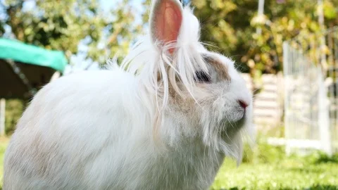 White rabbit in a garden Stock Footage