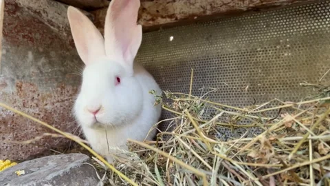 White rabbit in the garden. Stock Footage 171595216