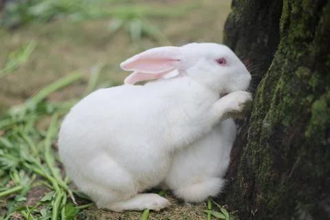 White rabbit in the garden Stock Photos