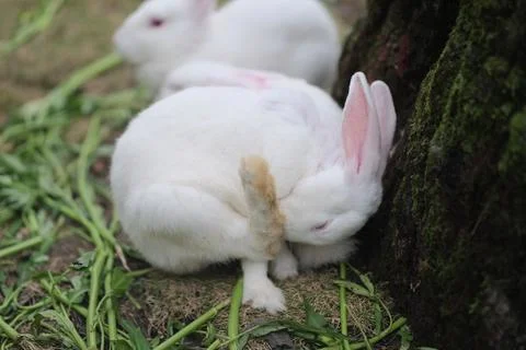 White rabbit in the garden Stock Photos
