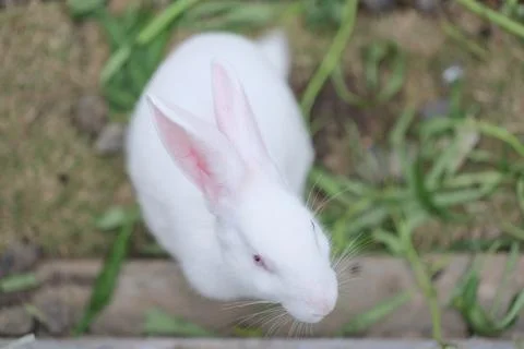 White rabbit in the garden Stock Photos