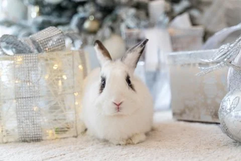 White rabbit with a gift under the tree as a symbol of the new year 2023. Stock Photos
